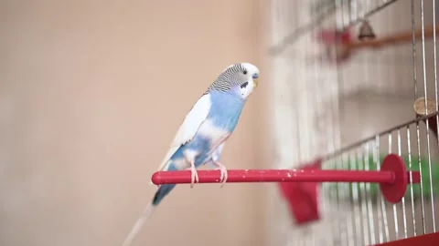 A white-blue budgerigar sits on a red perch. beige background. home pet. smal Stock Footage 222426299