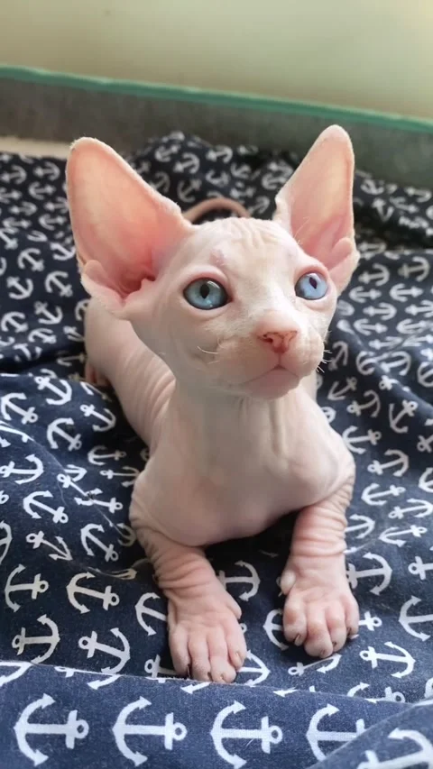 Sphynx fashion baby kittens