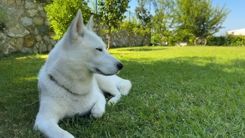 White Blue Eyed Husky looking around in a green garden Stock Footage 246596014