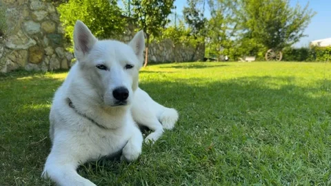 White Blue Eyed Husky looking at you in a green garden Stock Footage 246596142
