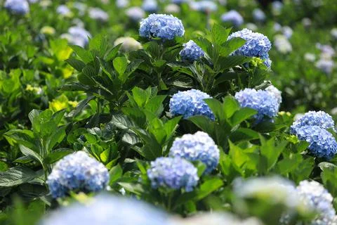 The white-blue flower calles hydrangea in a garden. Hydrangea Flower and Morn Stock Photos