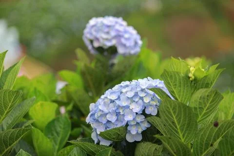 The white-blue flower calles hydrangea in a garden. Hydrangea Flower and Morn Stock Photos