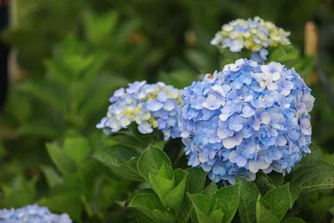 The white-blue flower calles hydrangea in a garden. Hydrangea Flower and Morn Foto stock