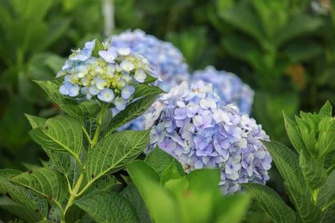 The white-blue flower calles hydrangea in a garden. Hydrangea Flower and Morn 스톡 사진