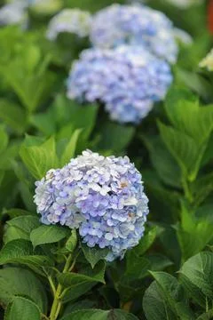 The white-blue flower calles hydrangea in a garden. Hydrangea Flower and Morn Stock Photos