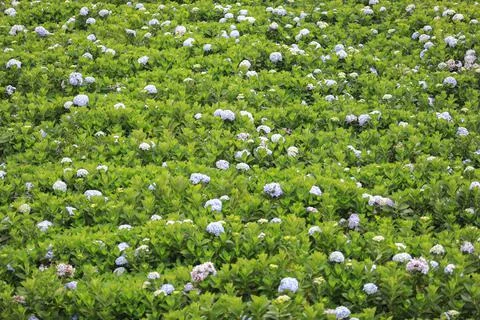 The white-blue flower calles hydrangea in a garden. Hydrangea Flower and Morn 스톡 사진