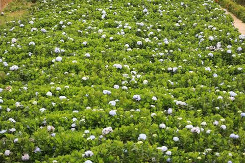 The white-blue flower calles hydrangea in a garden. Hydrangea Flower and Morn 스톡 사진