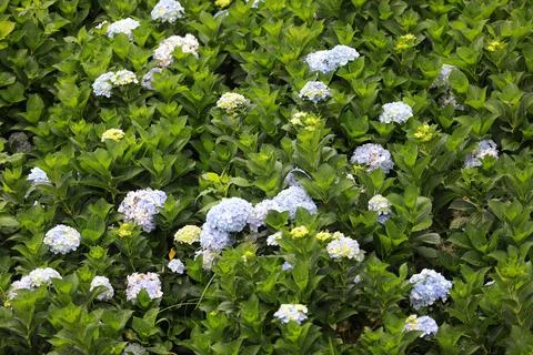 The white-blue flower calles hydrangea in a garden. Hydrangea Flower and Morn Stock Photos