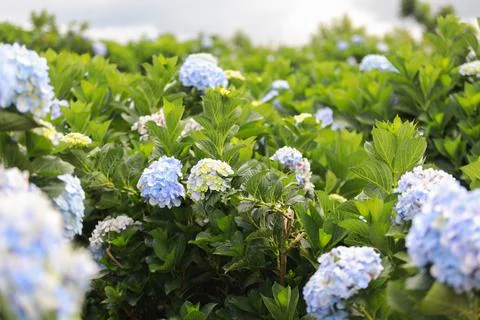 The white-blue flower calles hydrangea in a garden. Hydrangea Flower and Morn Stock Photos