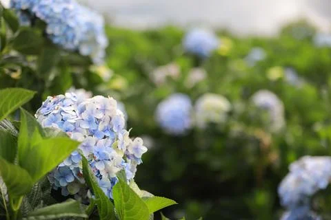 The white-blue flower calles hydrangea in a garden. Hydrangea Flower and Morn Stock Photos