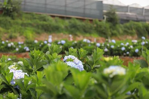 The white-blue flower calles hydrangea in a garden. Hydrangea Flower and Morn Stock-Fotos