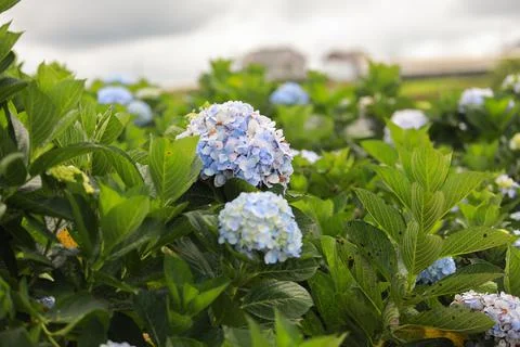The white-blue flower calles hydrangea in a garden. Hydrangea Flower and Morn Stock Photos