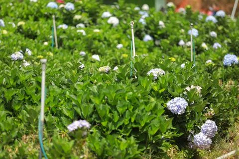 The white-blue flower calles hydrangea in a garden. Hydrangea Flower and Morn Stock Photos