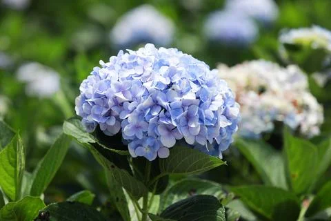 The white-blue flower calles hydrangea in a garden. Hydrangea Flower and Morn Stock Photos