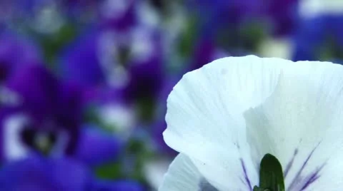 White, blue flowers Video stock 12659615
