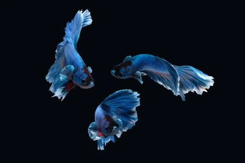 White blue Halfmoon Rosetail betta siamese fighting fish on black background Фото