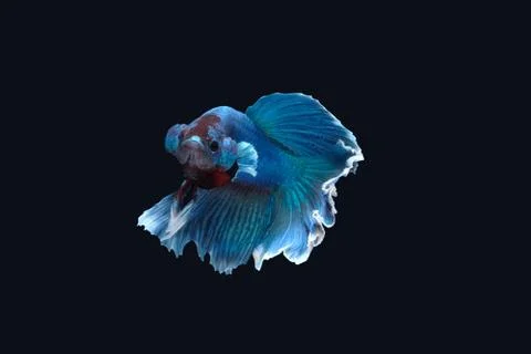 White blue Halfmoon Rosetail betta siamese fighting fish on black background Stock Photos