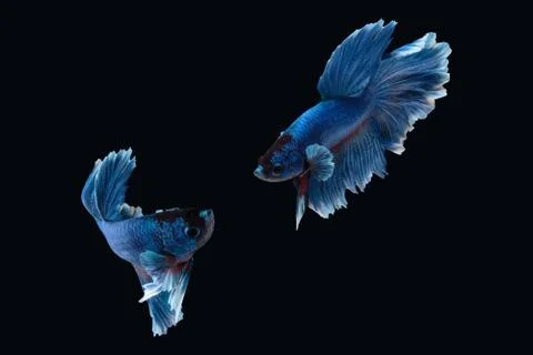 White blue Halfmoon Rosetail betta siamese fighting fish on black background Фото