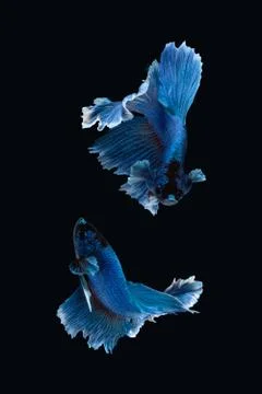 White blue Halfmoon Rosetail betta siamese fighting fish on black background Stock Photos