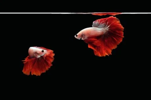 White blue Halfmoon Rosetail betta siamese fighting fish on black background Stock Photos
