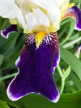 White-blue iris flower. Stock Photos