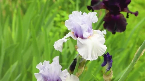 White-blue iris flowers blown by wind in garden in sunny day. Stock Footage 133725740