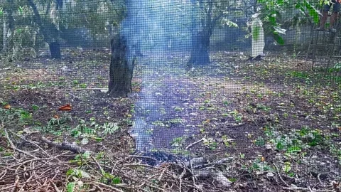 White Bluish Smoke Rising From Burning Leaves and Branches Causing Pollution Stock Footage 320353378