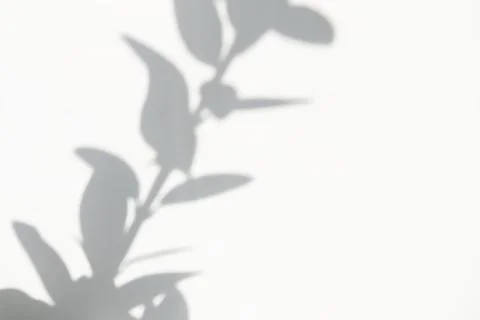 White blurred surface with shadows from tree branches. Abstract photo overlay Stock Photos