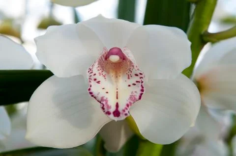 White boat orchid (Cymbidium) Stock Photos