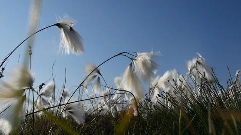 White Bog Cotton Tufts in Breeze - Cottongrass - County Antrim Northern Ireland Stock Footage
