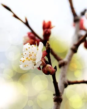 White bokeh 스톡 사진