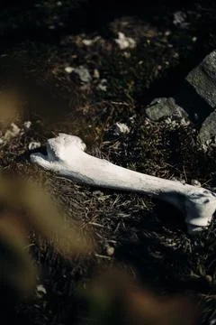 White Bone of a Moose, Found in Deep Forests Stock Photos