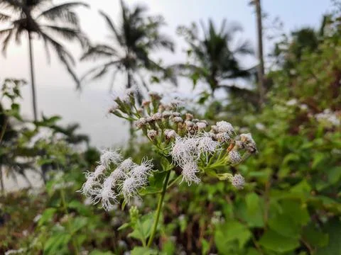 White boneset flower in India, Eupatorium serotinum plant in India. Stock Photos