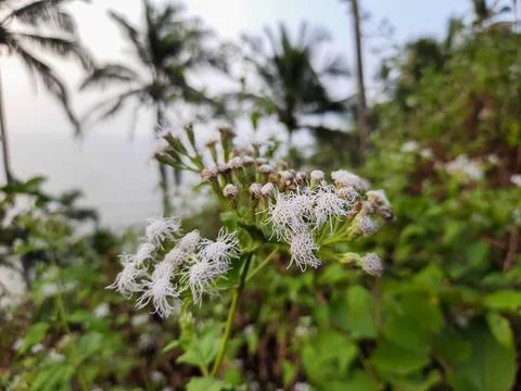 White boneset flower in India, Eupatorium serotinum plant in India. Stock Photos