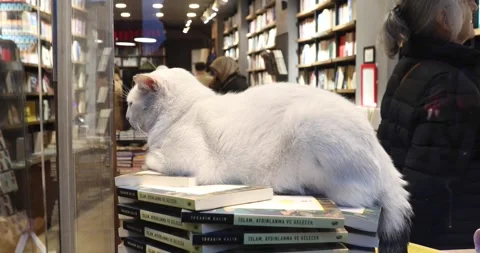 White bookstore cat resting on a stack of Islamic philosophy books Stock Footage 321035825
