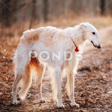 White Borzoi, Hunting Dog In Spring Autumn Forest Stock Photos