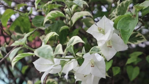 White Bougainvillea Flower Waving by The Wind Stock Footage 242811348