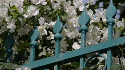 White bougainvillea in the wind Stock Footage 121092247