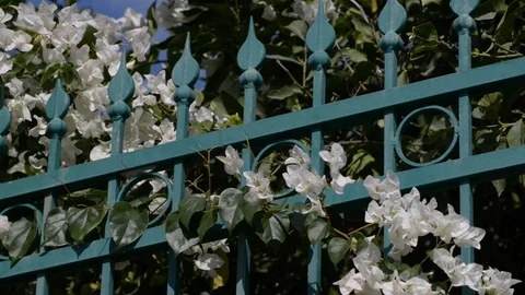 White bougainvillea in the wind Stock Footage 121092334