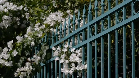 White bougainvillea in the wind Stock Footage 121092350