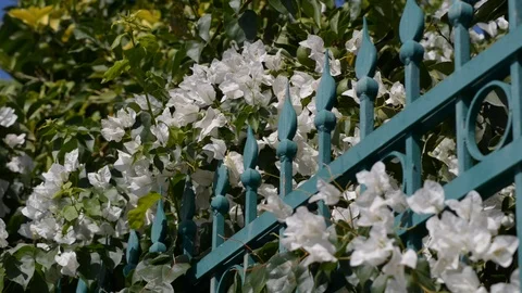 White bougainvillea in the wind Stock Footage 121092432