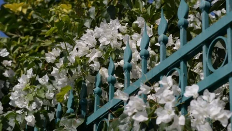 White bougainvillea in the wind Stock Footage 121092433