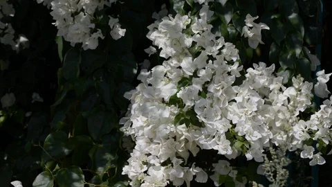 White bougainvillea in the wind Stock Footage 121092574