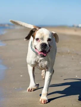 White boxer on the beach Stock Photos