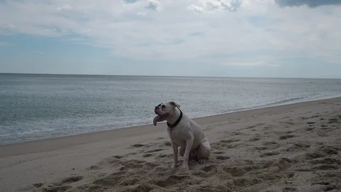 White boxer dog playing with stick on the beach Stock Footage 88670657
