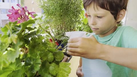 White boy spraying geraniums flowers on the balcony at hot summer day Stock Footage 217699632