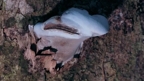 White Bracket Fungus Growing From a Tree Trunk in Tropical Forest Stock-Footage 342695988
