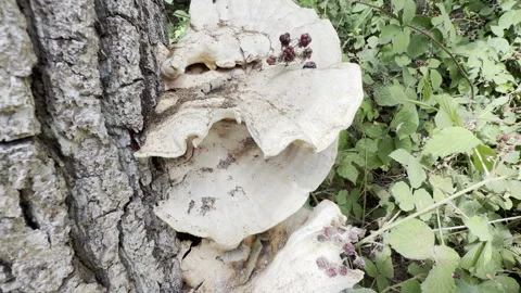 White bracket fungus on tree trunk detail Stock Footage 341834302