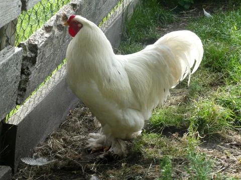 White Brahma rooster Stock Photos