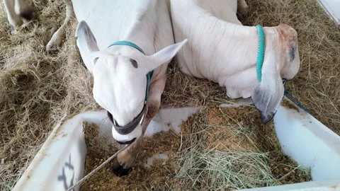 White brahman zebu cattle resting at tropical farm in Latin America - Stockbeeldmateriaal 335225948